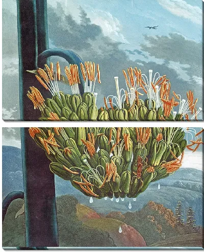 Картина Алоэ (1807)
