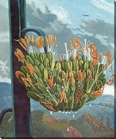 Картина Алоэ (1807)