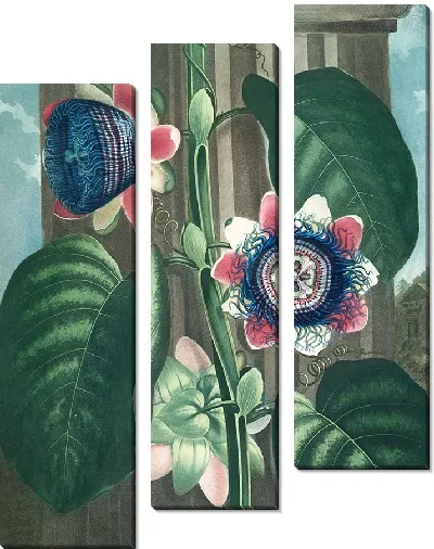 Картина Четырехугольная пассифлора (1807 г.)