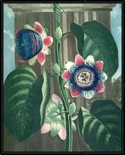 Картина Четырехугольная пассифлора (1807 г.)