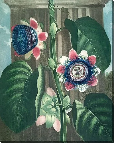 Картина Четырехугольная пассифлора (1807 г.)