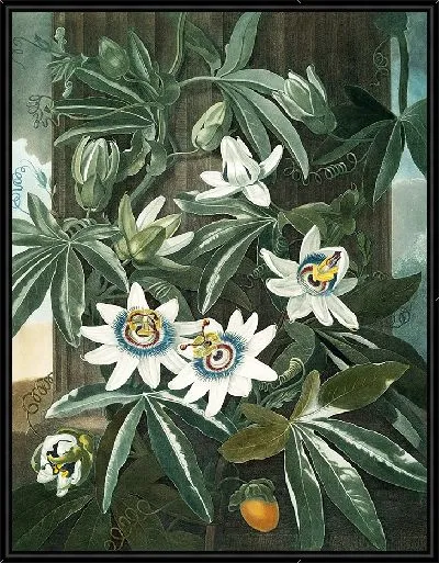 Картина Синий цветок страсти (1807 г.)