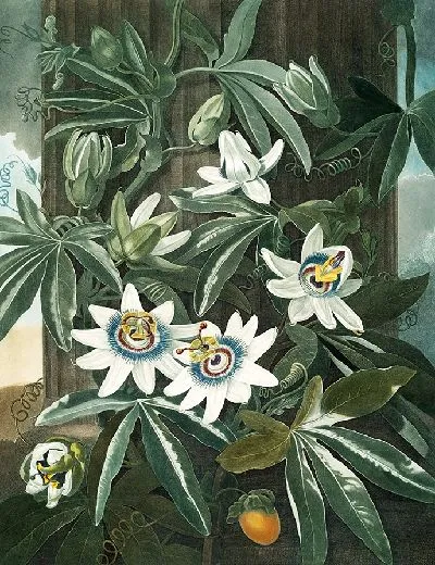 Картина Синий цветок страсти (1807 г.)