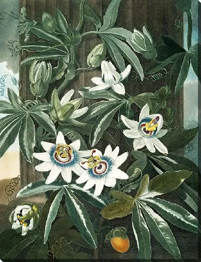 Картина Синий цветок страсти (1807 г.)