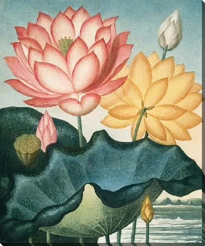 Картина Священный египетский боб (1807 г.)