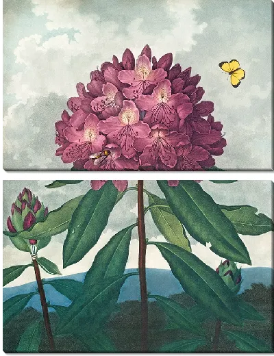 Картина Понтийский рододендрон (1807 г.)