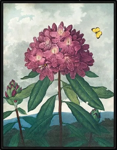 Картина Понтийский рододендрон (1807 г.)