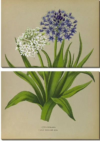 Картина Пролеска Перуанская Альба (1872-1881)
