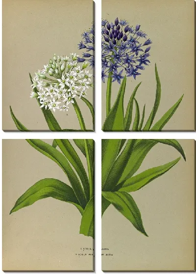 Картина Пролеска Перуанская Альба (1872-1881)