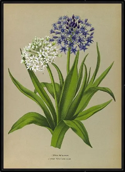 Картина Пролеска Перуанская Альба (1872-1881)