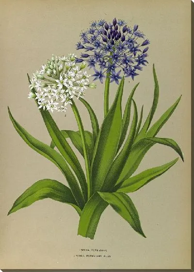 Картина Пролеска Перуанская Альба (1872-1881)