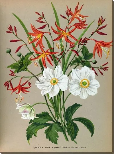 Картина Крокосмия золотистая и .Анемона японская (1872-1881)