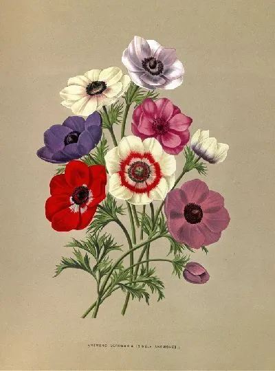Картина Одиночные анемоны (1872-1881)