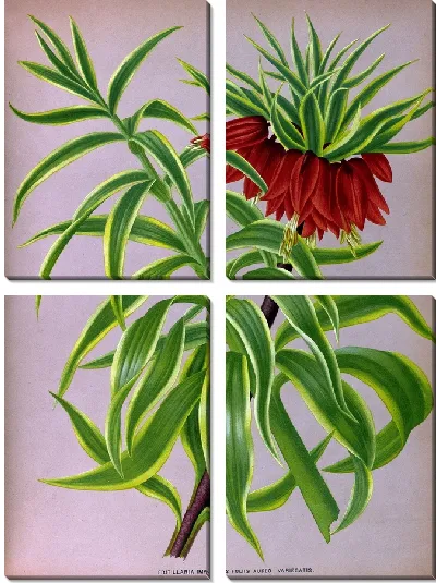 Картина Императорская фритиллярия