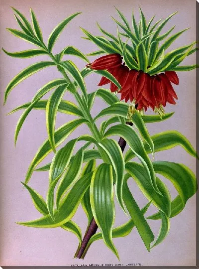 Картина Императорская фритиллярия