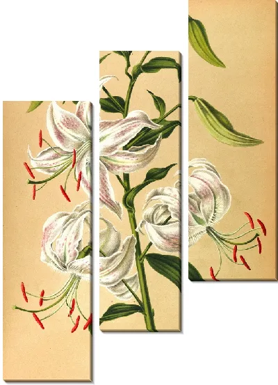 Картина Лилии Пунктирный (1872-1881)