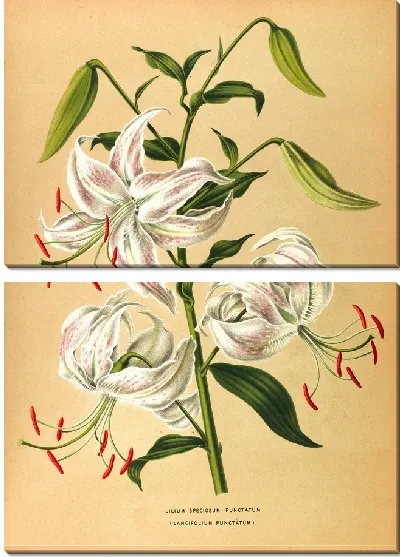 Картина Лилии Пунктирный (1872-1881)