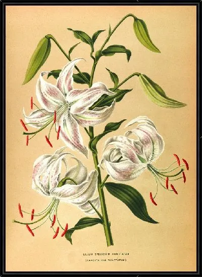 Картина Лилии Пунктирный (1872-1881)