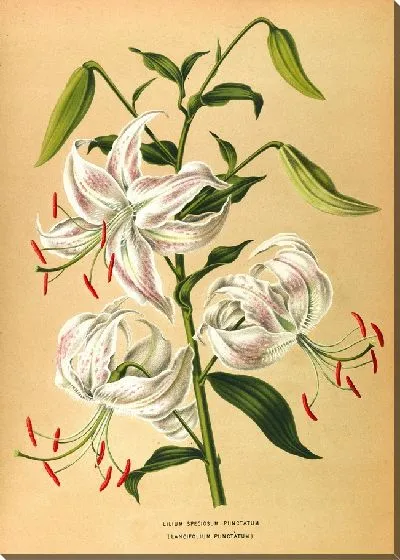 Картина Лилии Пунктирный (1872-1881)