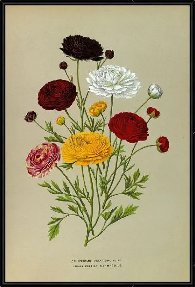 Картина Двойной персидский лютик (1872-1881)