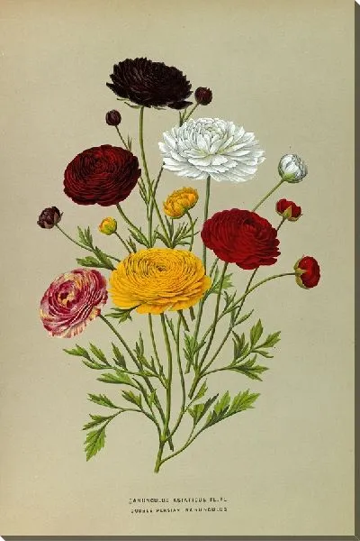 Картина Двойной персидский лютик (1872-1881)