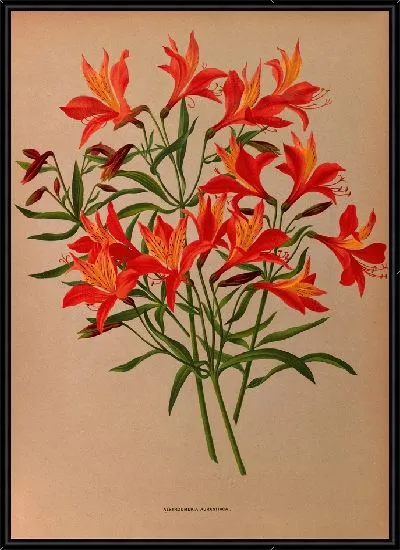 Картина Альстромерия Аурантиака (1872-1881)