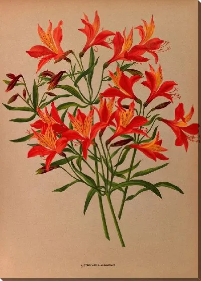 Картина Альстромерия Аурантиака (1872-1881)