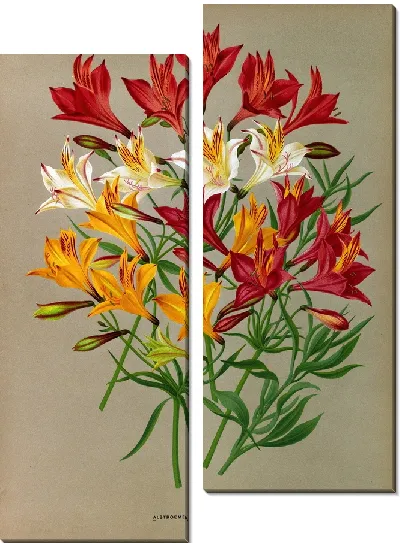 Картина Альстромерия чилийская, Варр. (1872-1881)