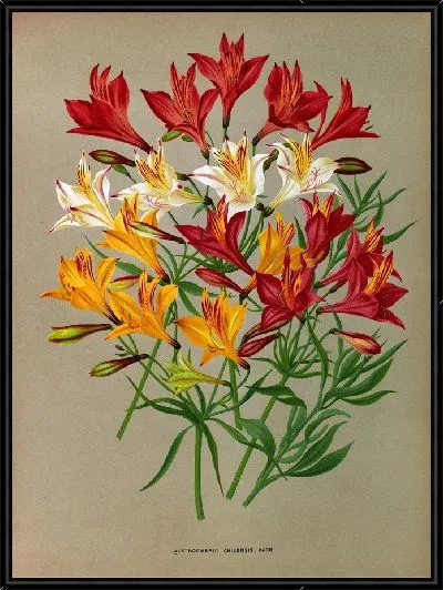 Картина Альстромерия чилийская, Варр. (1872-1881)