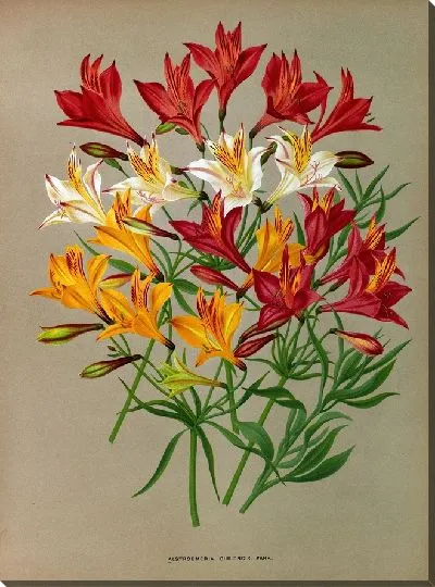 Картина Альстромерия чилийская, Варр. (1872-1881)