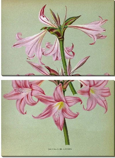 Картина Амариллис Белладонна (1872-1881)