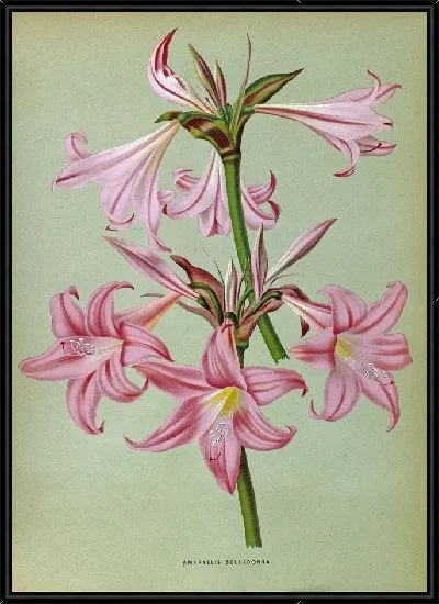 Картина Амариллис Белладонна (1872-1881)