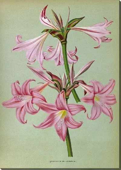 Картина Амариллис Белладонна (1872-1881)