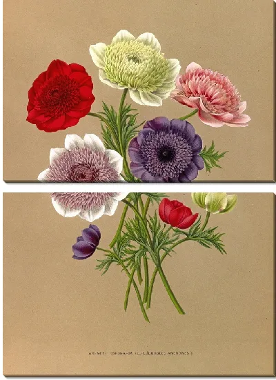 Картина Анемоны Коронария (1872-1881)