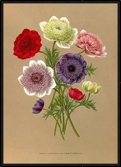 Картина Анемоны Коронария (1872-1881)