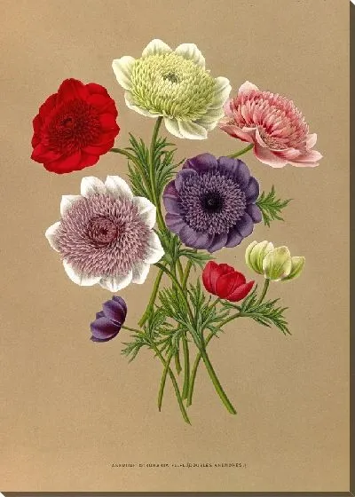 Картина Анемоны Коронария (1872-1881)