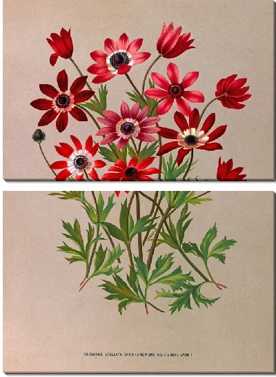 Картина Анемоны Стеллата Варр (Anemone Hortensis Varr) (1872-1881)