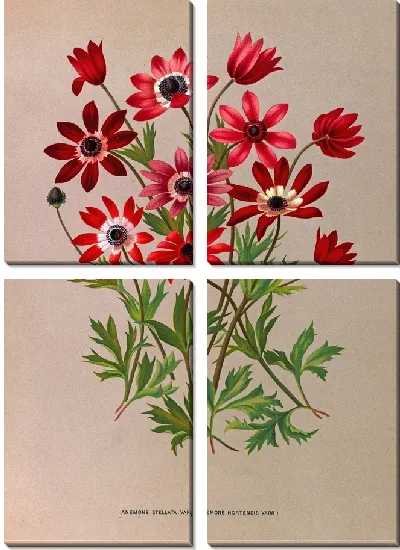 Картина Анемоны Стеллата Варр (Anemone Hortensis Varr) (1872-1881)