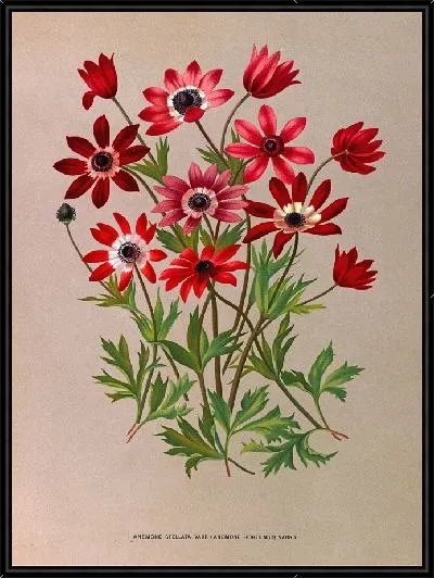 Картина Анемоны Стеллата Варр (Anemone Hortensis Varr) (1872-1881)