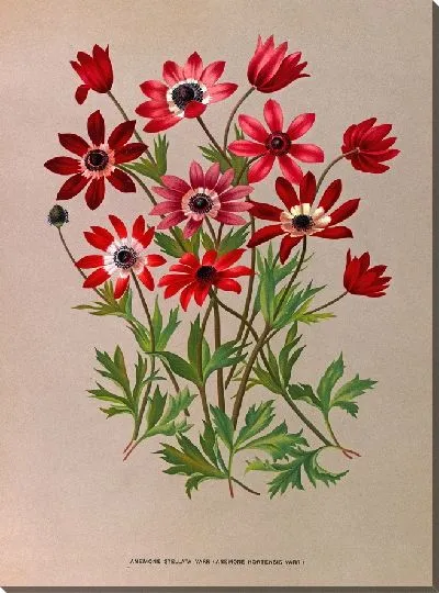 Картина Анемоны Стеллата Варр (Anemone Hortensis Varr) (1872-1881)