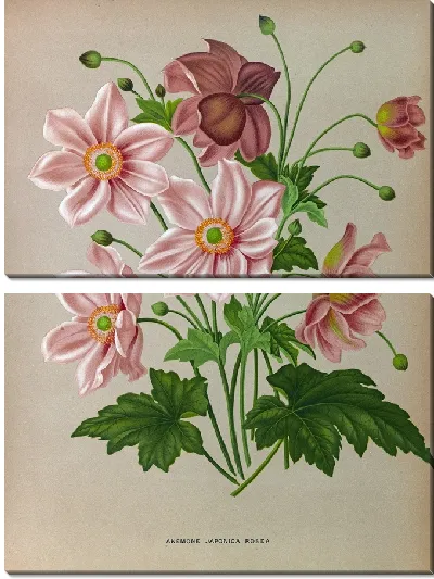 Картина Анемоны японские розовые (1872-1881)