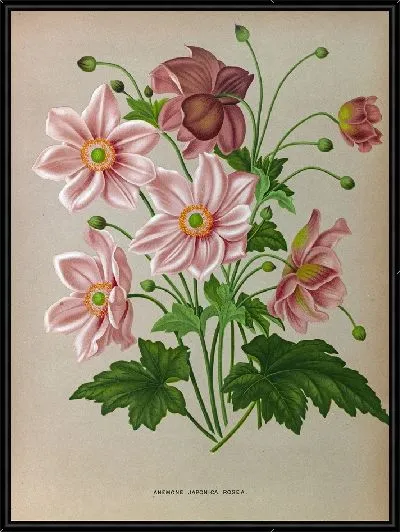 Картина Анемоны японские розовые (1872-1881)