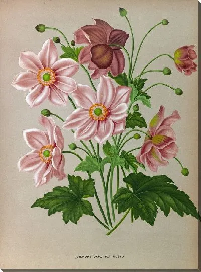 Картина Анемоны японские розовые (1872-1881)