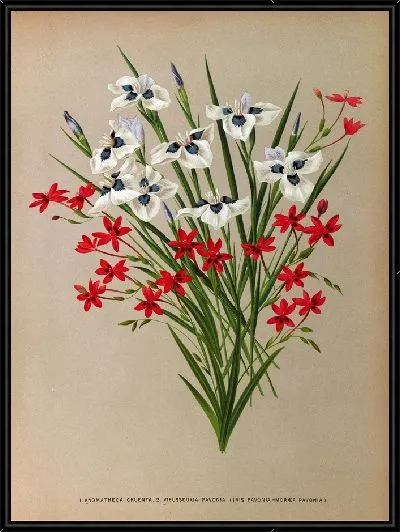 Картина Аноматека Круэнта и Вьеуссия Павония (1872-1881)