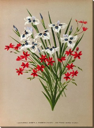 Картина Аноматека Круэнта и Вьеуссия Павония (1872-1881)