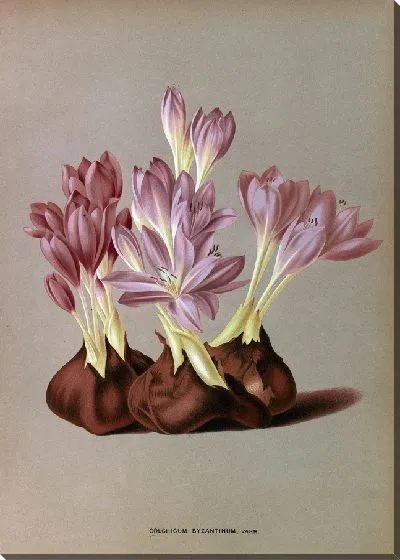 Картина Безвременник Византийский (1872-1881)