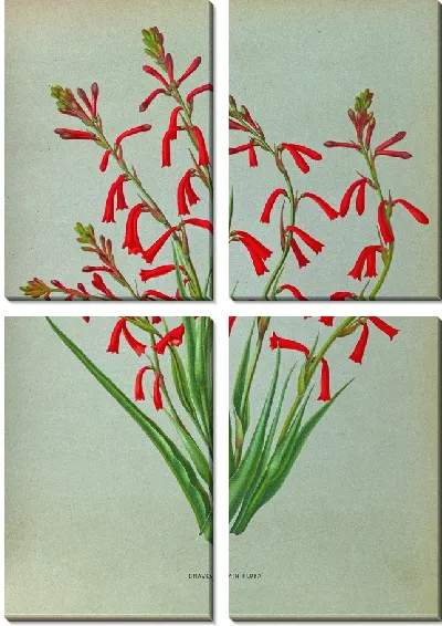 Картина Бравоа Близнецы (1872-1881)