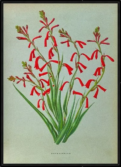 Картина Бравоа Близнецы (1872-1881)