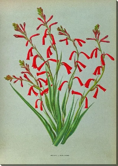 Картина Бравоа Близнецы (1872-1881)