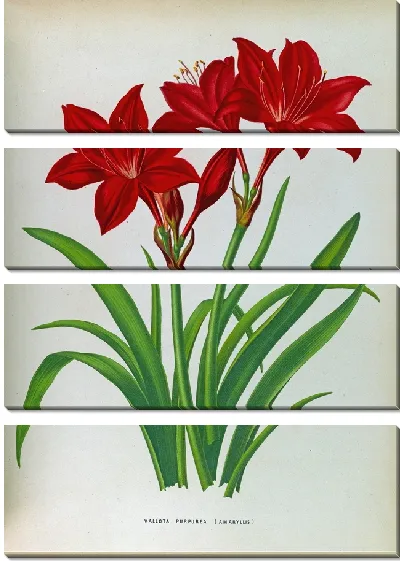 Картина Валлота Пурпуреа (Амариллис) (1872-1881)